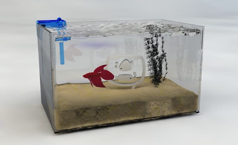 Como Montar um Aquário para Peixe Beta