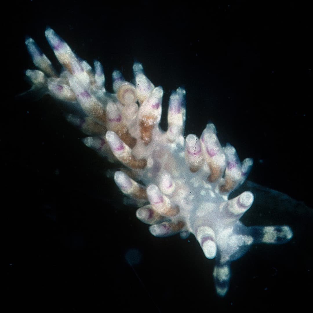 Nudibranch