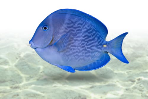 Coeruleus