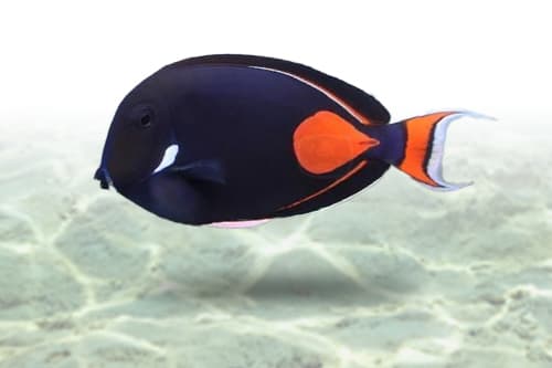 Achilles Tang