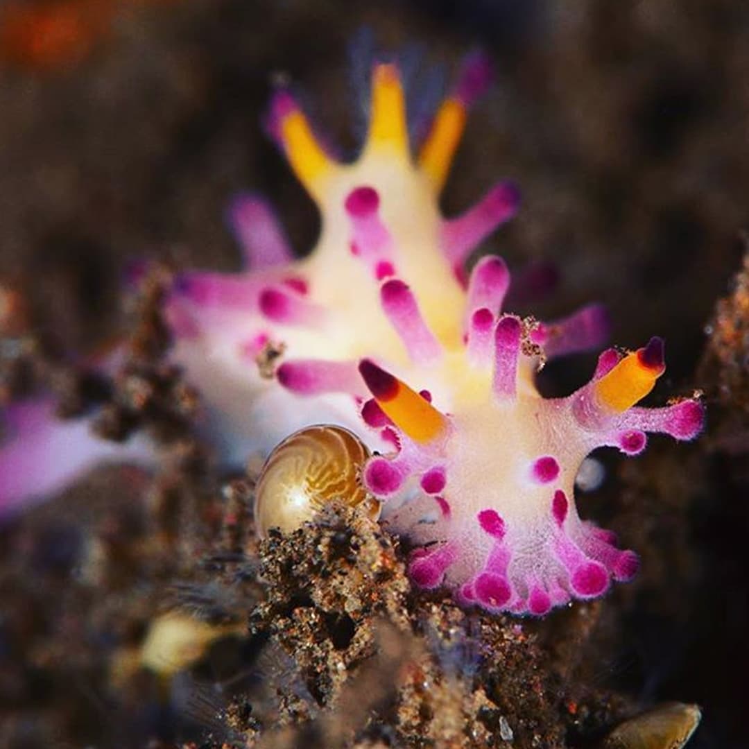Nudibranch