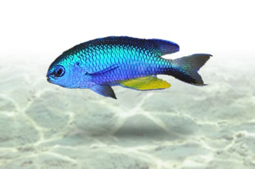Alleni Damsel
