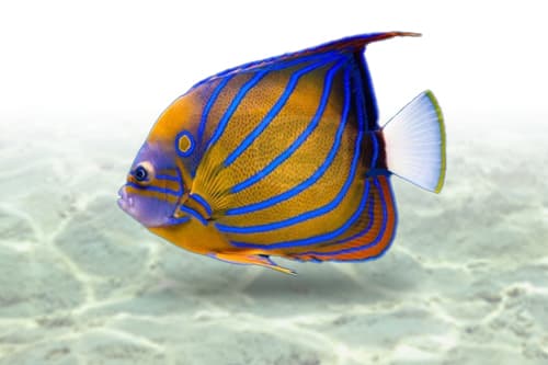 Annularis Angel