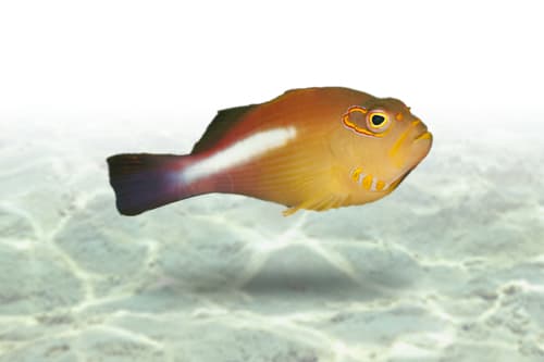 Arc Eye Hawkfish