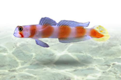 Aurora Goby
