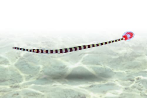 Banded Pipefish