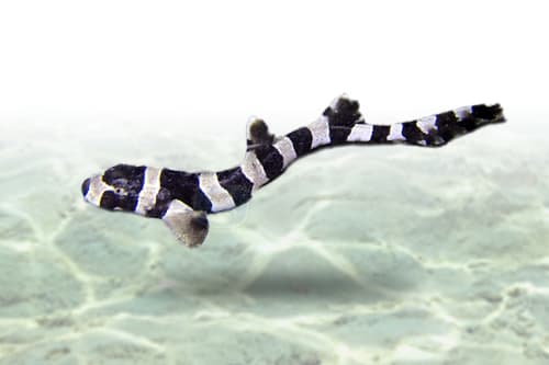 Banded Shark