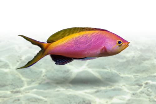 Bartlett's Anthias