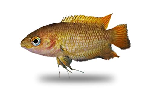 Belontia Signata