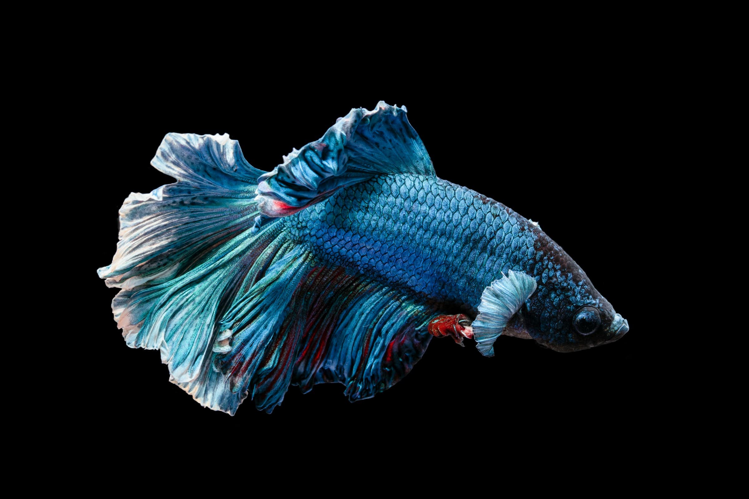 Peixe Betta macho halfmoon azul