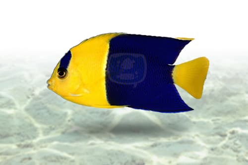 Bicolor Angel