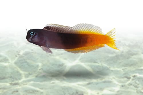 Bicolor Blenny