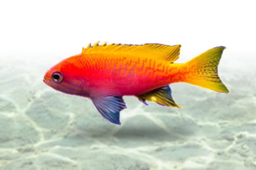 Bimaculatus Anthias