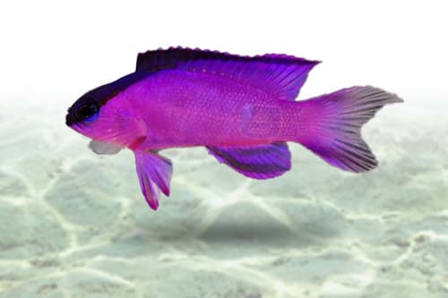Black Cap Basslet