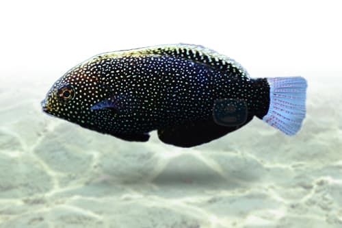 Black Leopard Wrasse