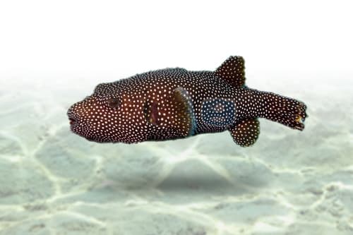 Black Spotted Puffer