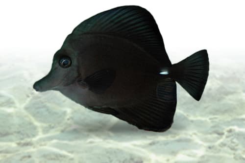 Black Tang
