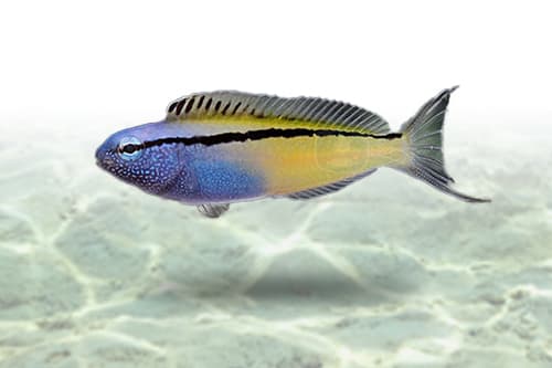 Blackline Blenny