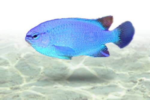 Blue Devil Damsel