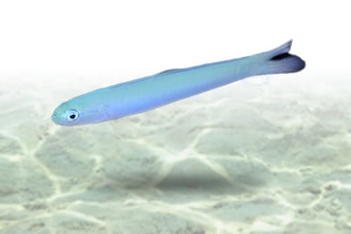 Blue Gudgeon Goby
