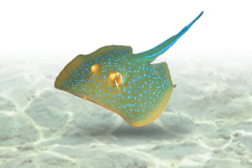 Blue Spotted Ray