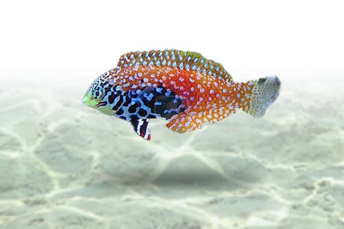Blue Star Leopard Wrasse