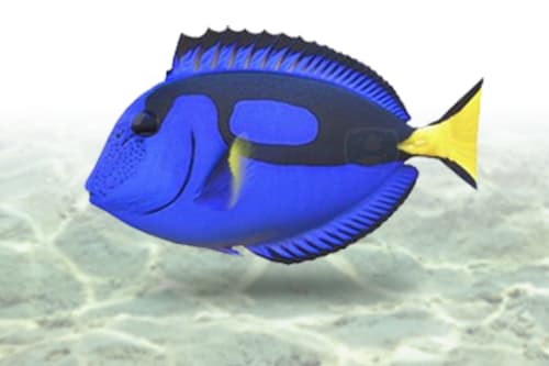 Blue Tang