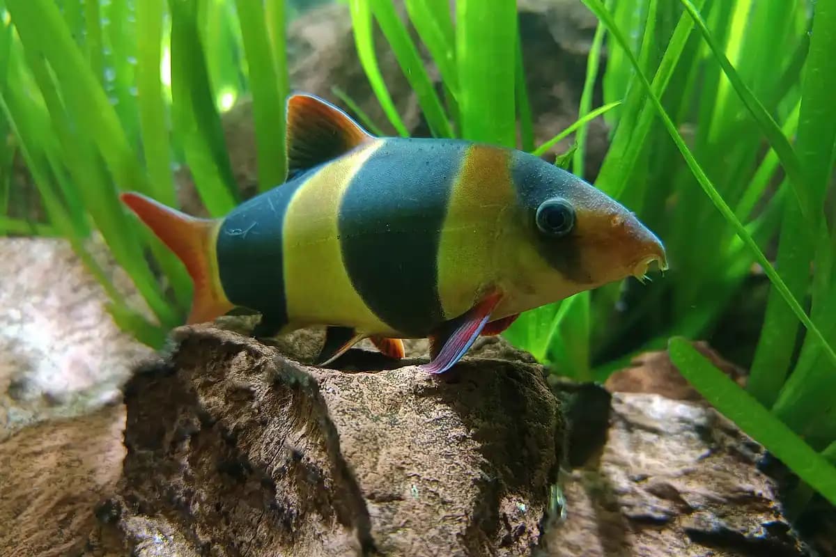 Bótia palhaço (Chromobotia macracanthus) em aquário