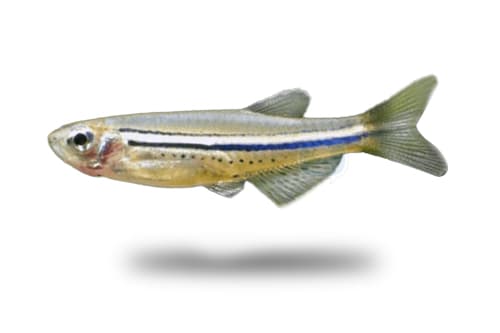 Spotted Danio