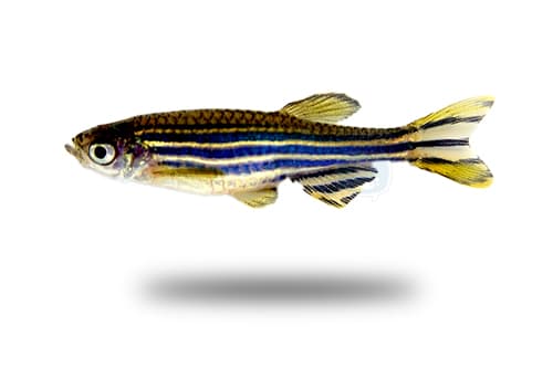 Zebra Danio