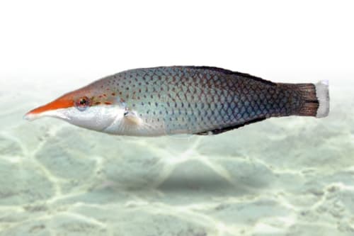 Brown Bird Wrasse