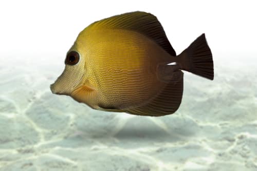 Brown Scopas Tang