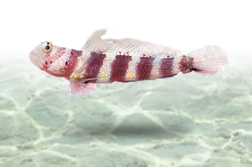 Bumblebee Goby