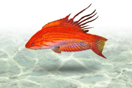 Carpenter Flasher Wrasse