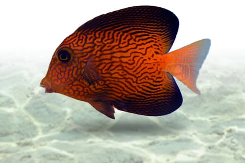 Chevron Tang