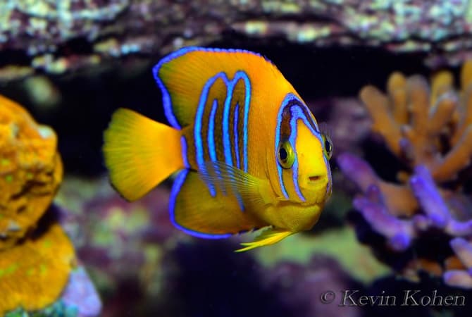 Os 10 Peixes mais Caros do Mundo