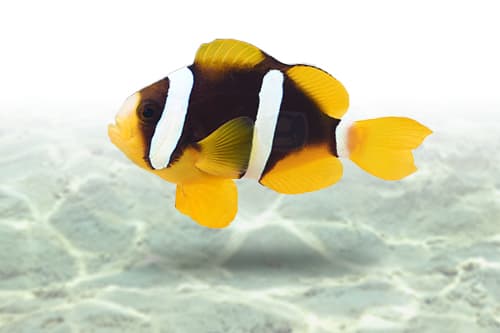 Clarkii Clownfish | Palhaço