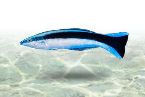 Cleaner Wrasse