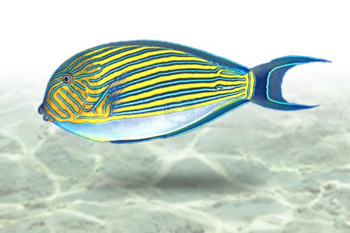 Clown Tang