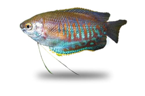 Colisa Labiosa