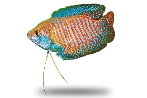 Colisa Lalia