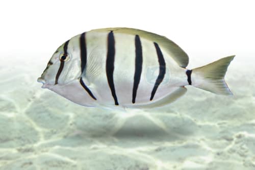 Convict Tang
