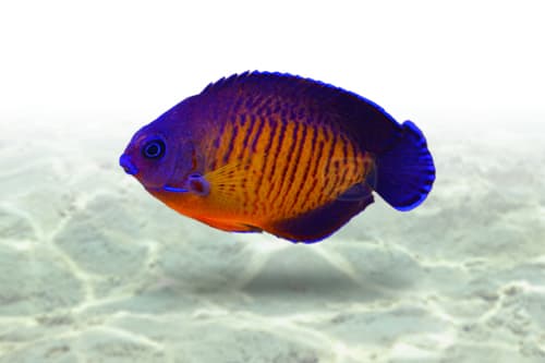 Coral Beauty Angel