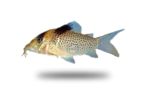 Corydoras Ephippifer