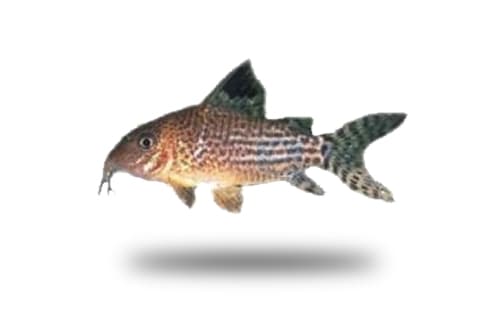 Corydoras Isbrueckeri