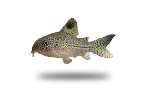Corydoras Julii