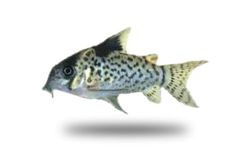 Corydoras Leucomelas