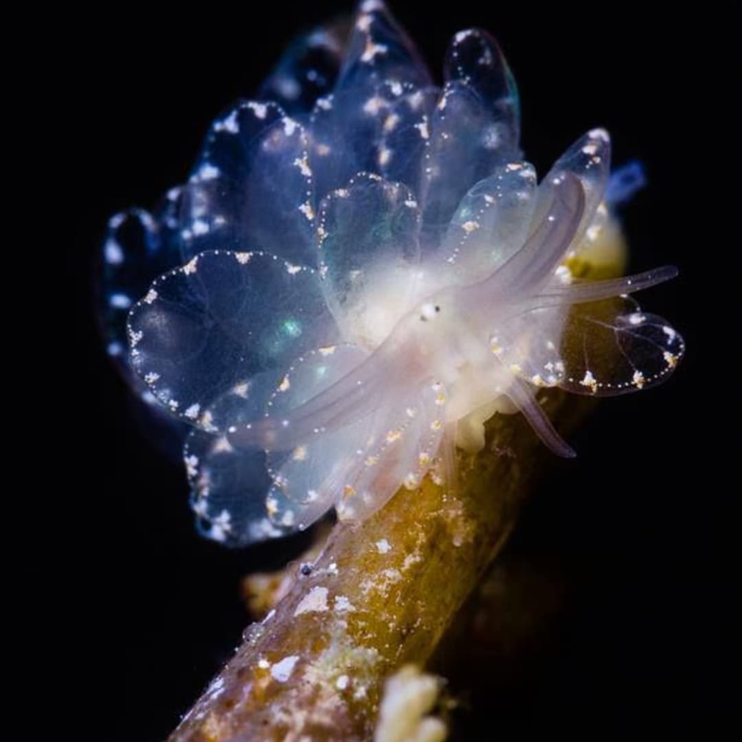 Nudibranch