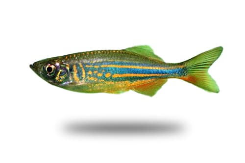 Giant Danio