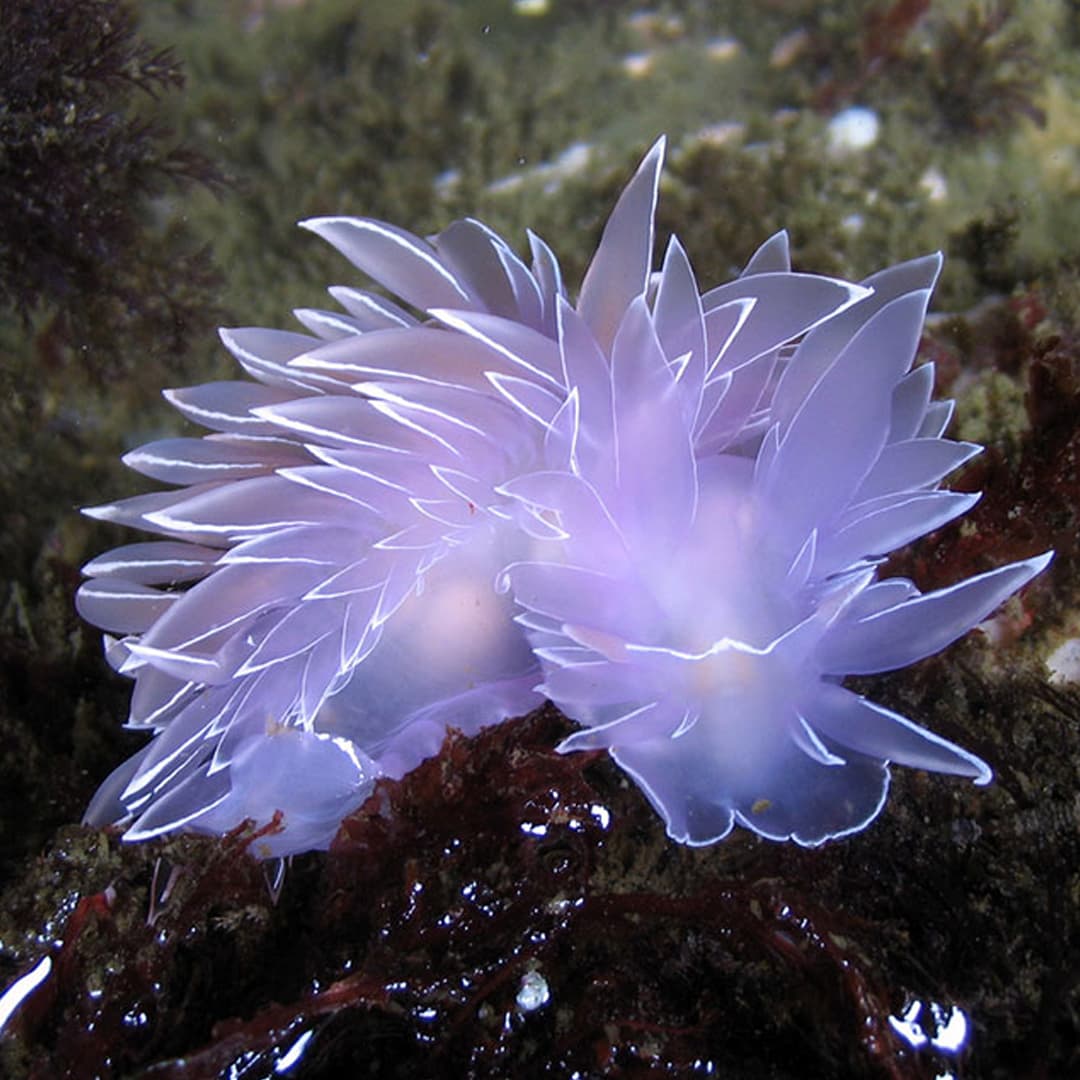 Nudibranch
